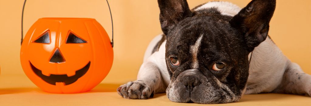 A dog laying next to a pumpkin.