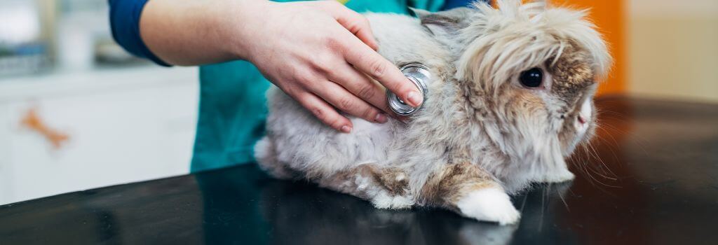 Lionhead rabbit at veterinary exam.