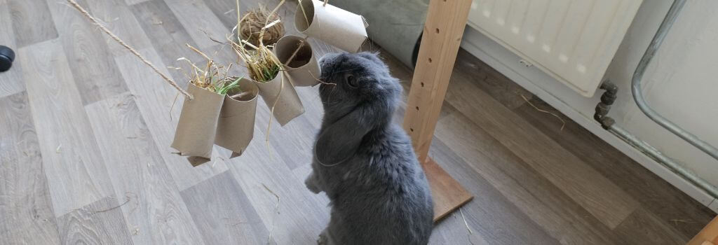 Gray rex rabbit playing with cardboard timothy hay toy.