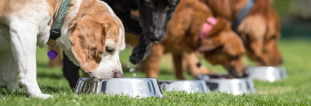 Many dogs outside eating and drinking from dog bowls.