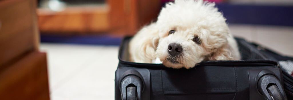 Poodle dog in a suitcase ready to travel to the United States.