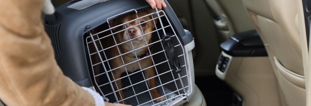 An owner keeping their dog safe in the car by keeping them in a carrier.