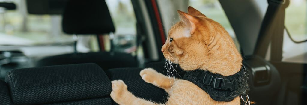 A cat in the backseat of a car wearing a harness and leash.