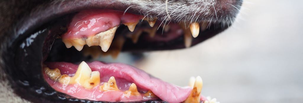 Yellow lab under anesthesia dental build up, tartar