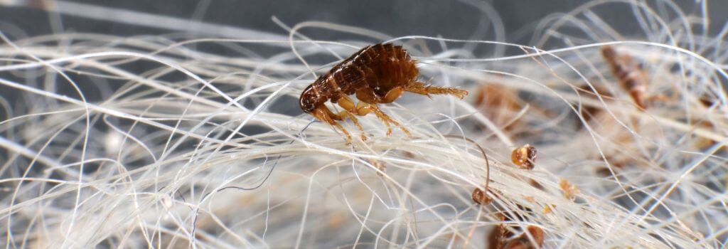 Fleas combed out of a dog's fur.