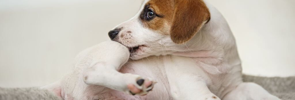 A dog itching due to dog dermatology problems and allergies.