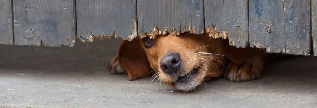 small dog sniffing under fence