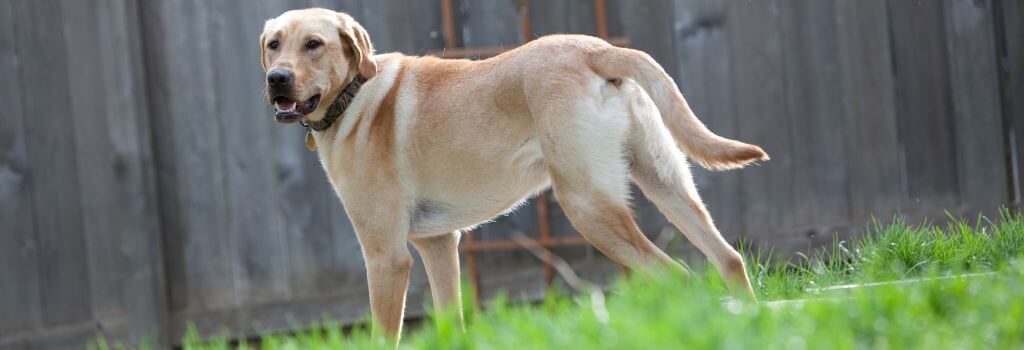 Yellow lab standing in fenced yard. 