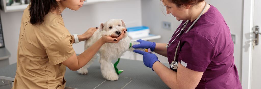 Small white dog getting blood drawn by a veterinarian.