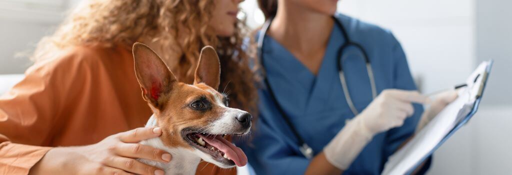 Veterinarian going over canine blood work results with owner for jack russel terrier.