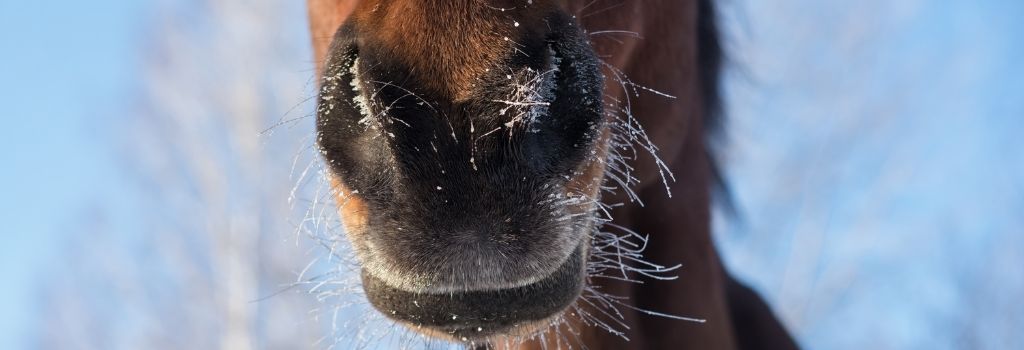 Close up of horse muzzle
