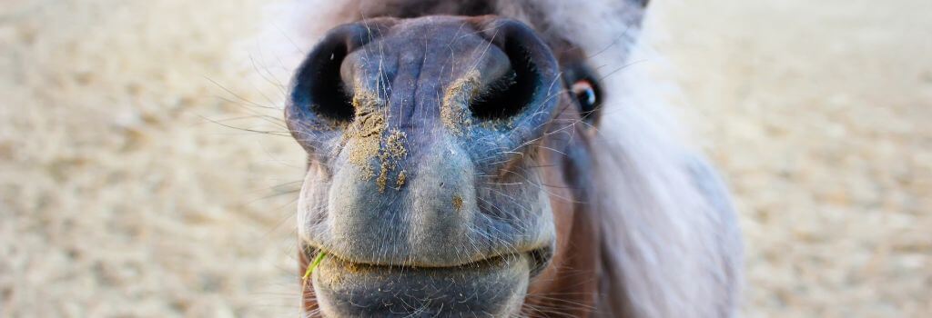 Close up of horse muzzle