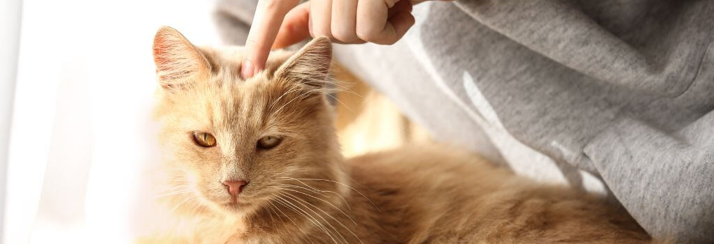Friendly Cat bonding with new human adoption.