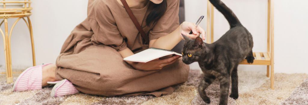 Torti Cat exploring new home after adoption.