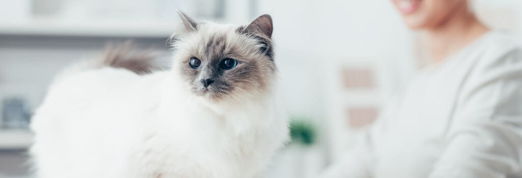 Kitten with owner