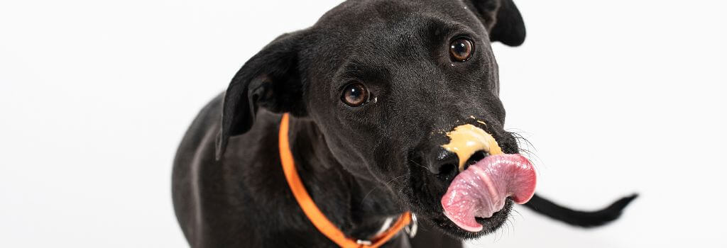 Black lab licking peanut butter from nose.