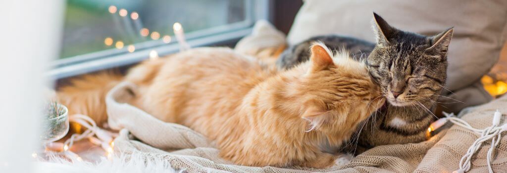 National Cat Health Month: Ensuring Your Feline Has a Long, Fulfilling Life - Cat Quieting System Ensuring Consistent Sleep Duration
