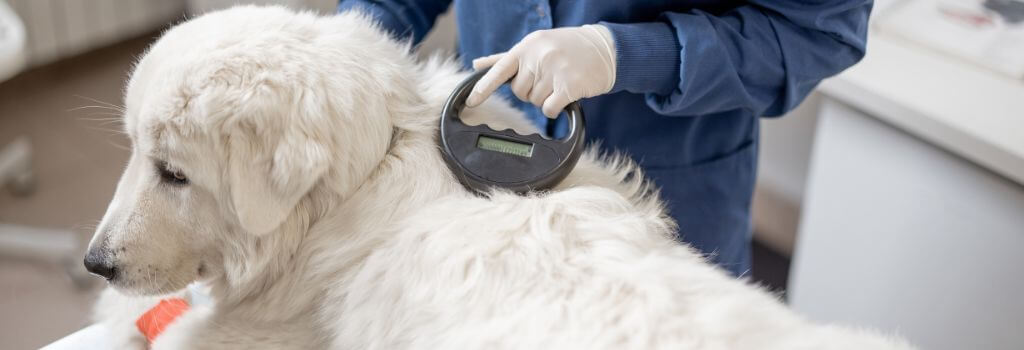 A veterinarian scanning a dog's microchip.