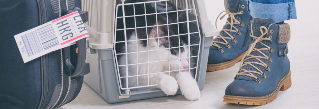 A cat ready to travel safe in a carrier at the airport.