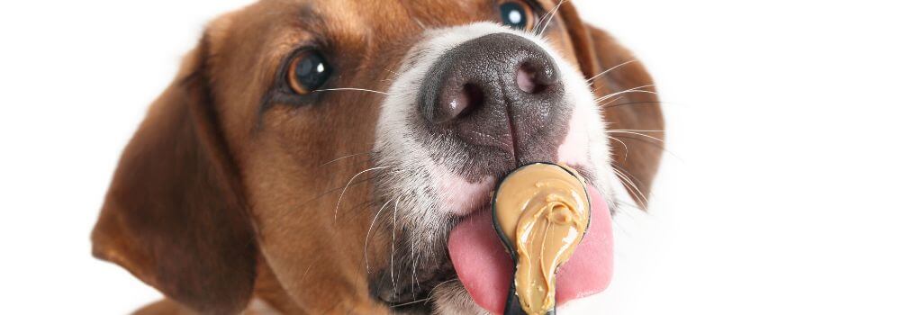 Beagle eating peanut butter.