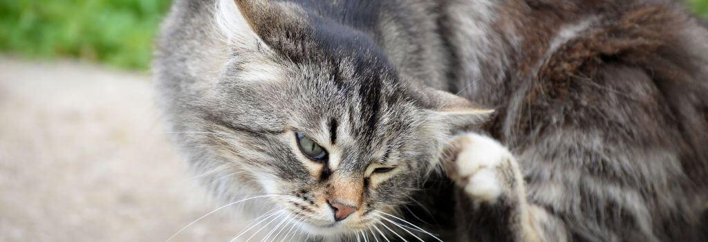 cat with fleas scratching.