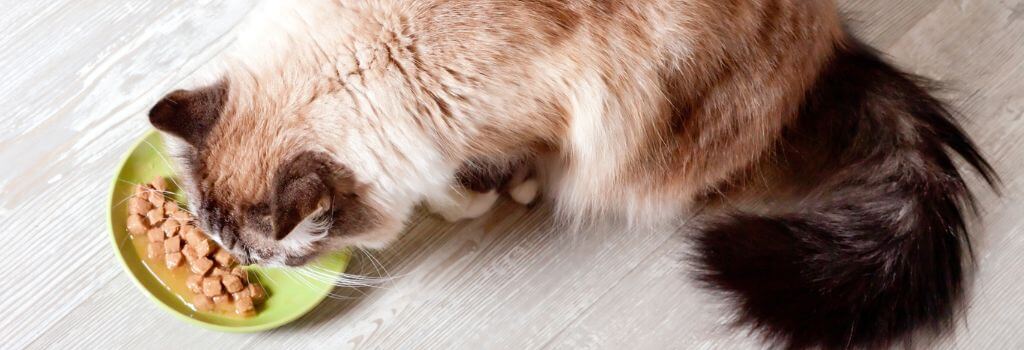 Birman cat eating out of a bowl.