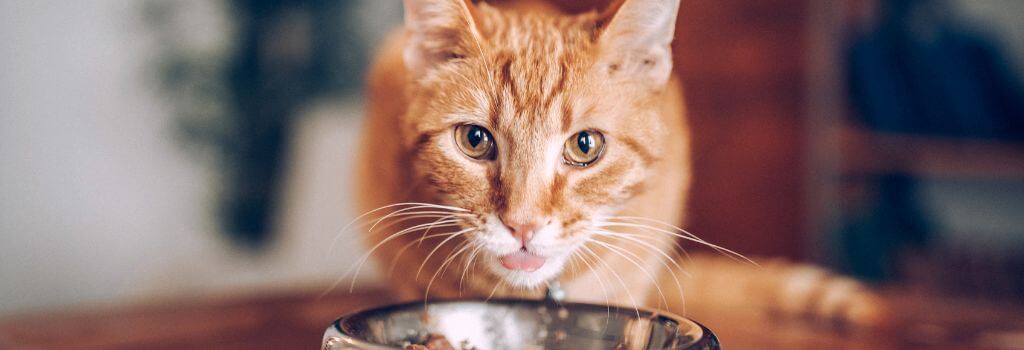 Orange, male, senior cat eating food.