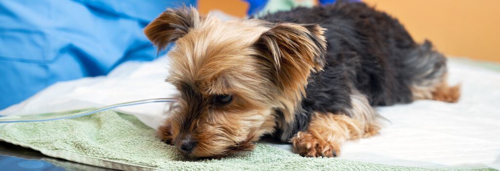Yorkie at vet with parvo getting IV fluids