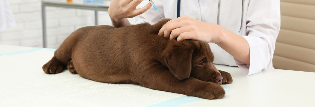Puppy chocolate lab getting parvo vaccination