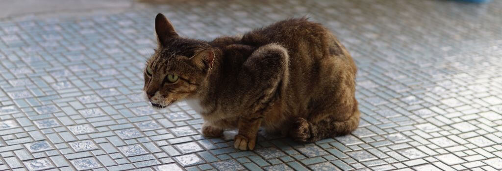 Cat with asthma.