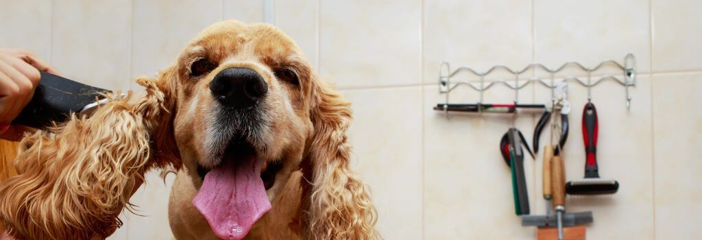 Cocker spaniel getting ears groomed