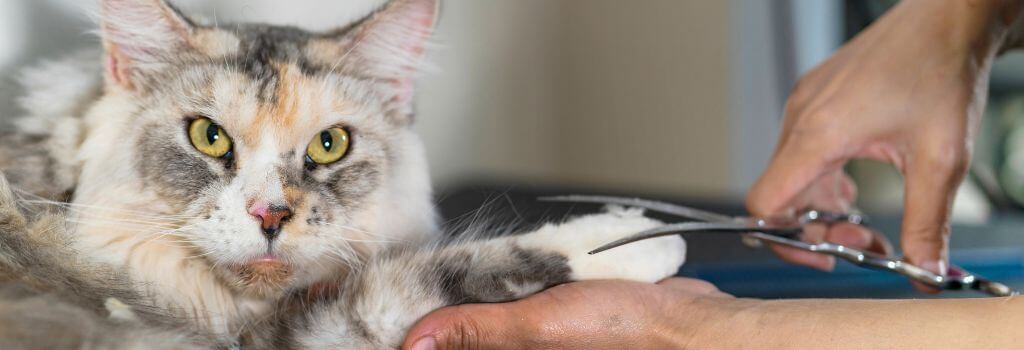 Cat getting paws groomed and clipped.