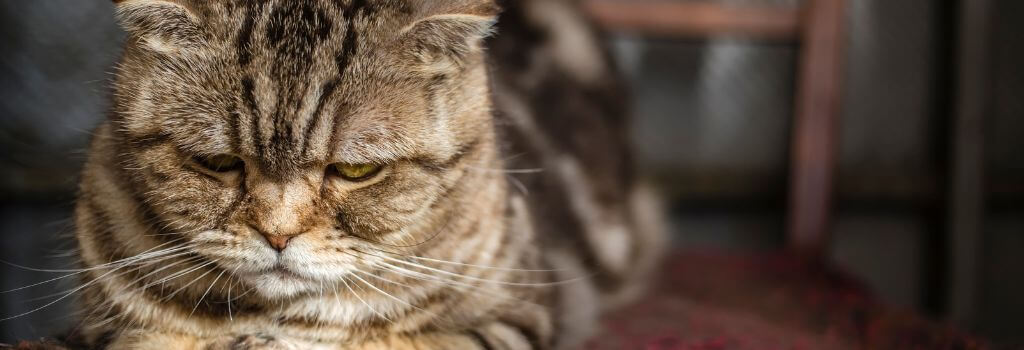 Anxious cat.