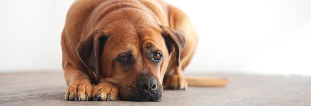 Depressed dog on floor.