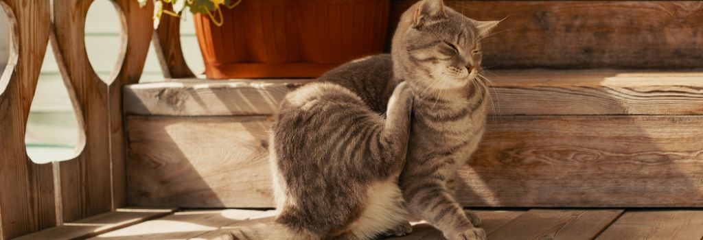 Cat scratching due to fleas.