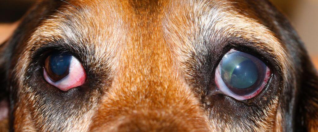 A dog with glaucoma