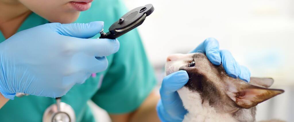 A veterinarian examining a cat's eye health.