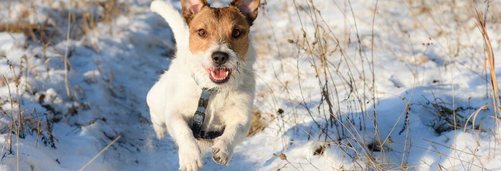 Jack Russel running in the snow.