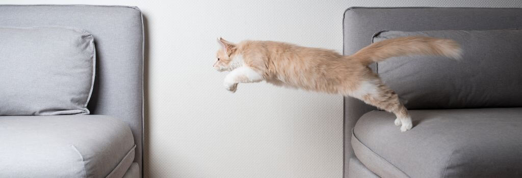 Cat jumping at home obstacle course.