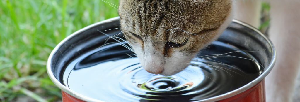 Cat drinking out of a water bowl to stay hydrated.