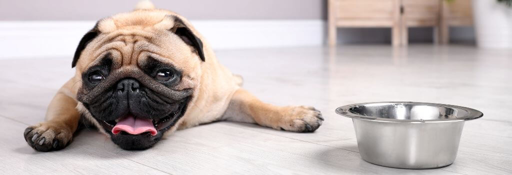 Dehydrated dog laying next to a water bowl.