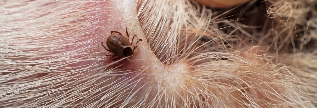 Close up of tick on dog ear..