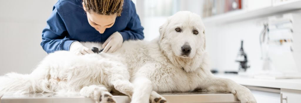 malamute at vet with skin issues