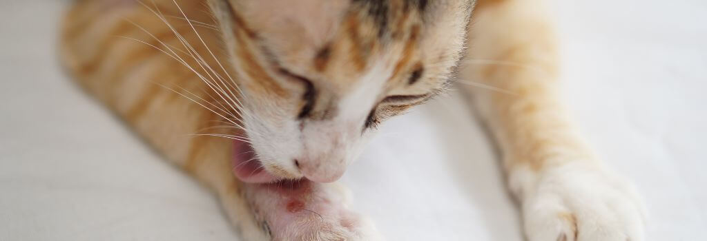 tabby cat with lick granuloma