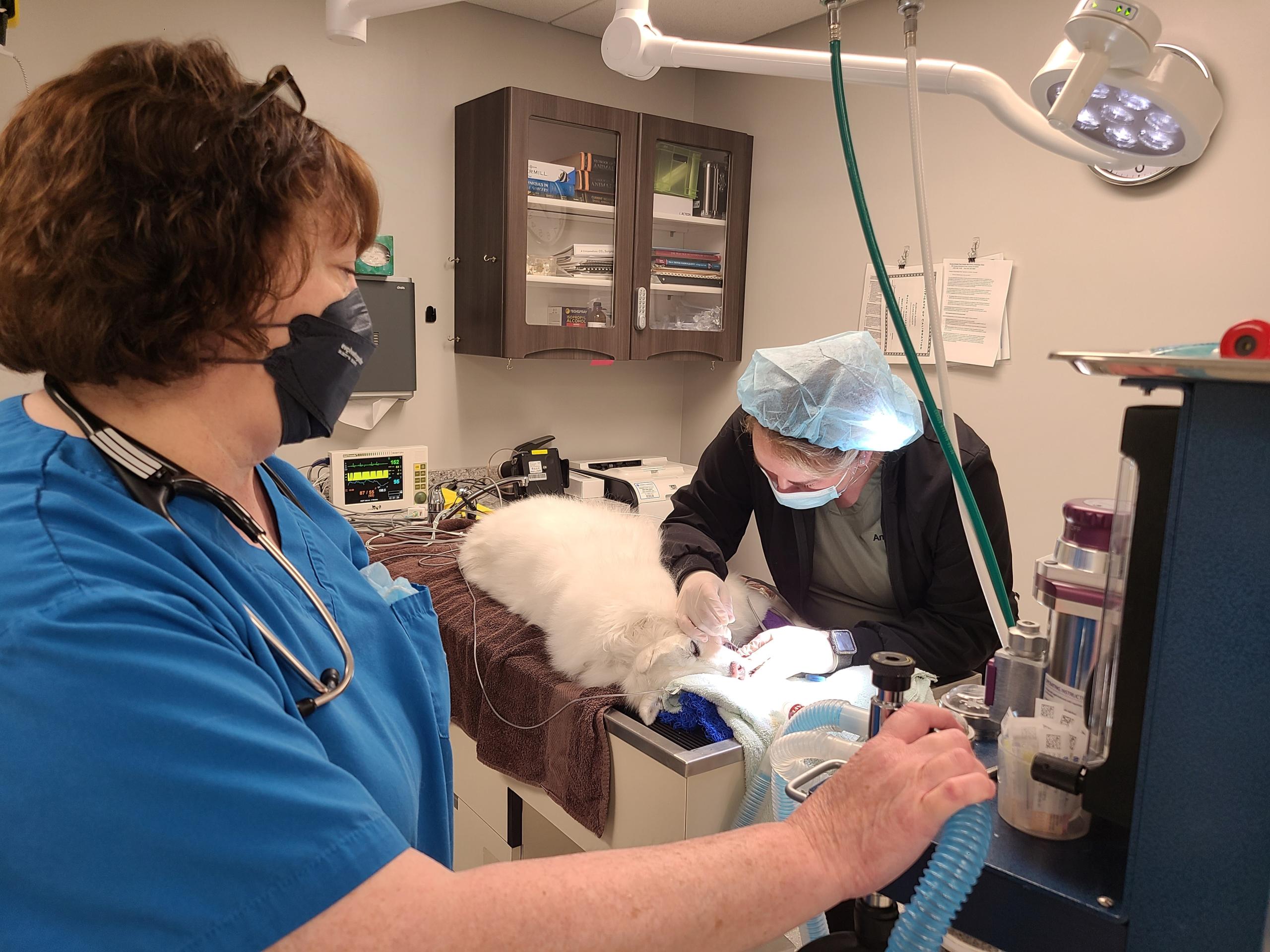 Dog undergoing dental procedure under anesthesia.