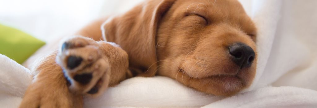 A small puppy sleeping.