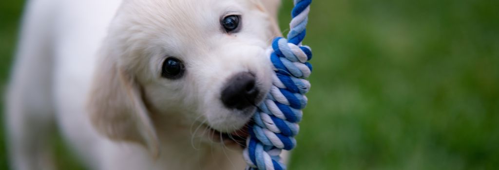 A small puppy playing with a rope toy for puppy exercise.