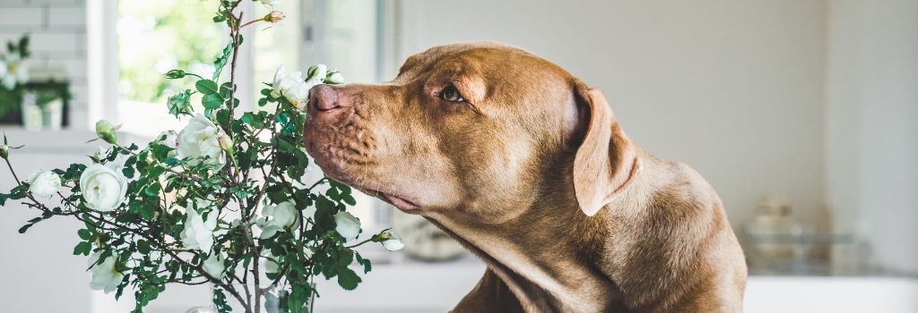 mix dog smelling white flowers