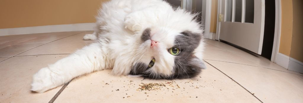 cat laying on floor with catnip