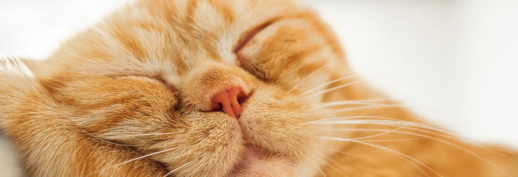 orange tabby cat close up